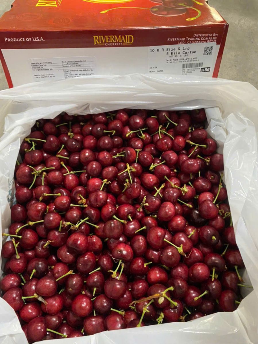 Cherry Mỹ đầu mùa